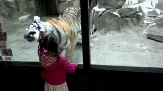 Tiger Wants To Play With Little Girl At The Zoo