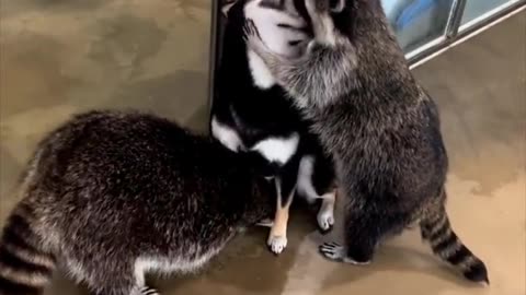 The raccoons trying to get to know their new friend.