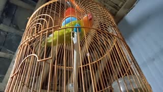 Lovebird rages in its cage