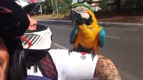 Wild Parrot Perches on Motorcycle Rider's Arm