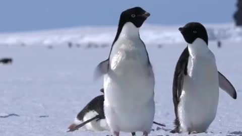 Two Adélie penguins waddling on the sea ice 🐧🐧