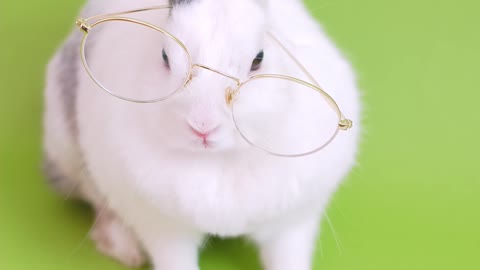 Cute white rabbit reading a book