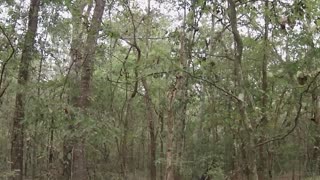 Quick squirrel hunting clip