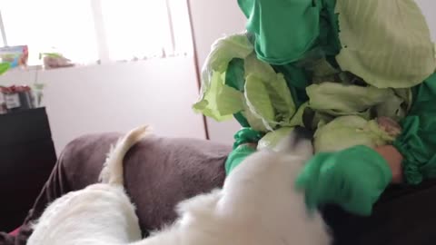 Funny Dog vs Cabbage Man Prank Cute Golden Retriever Bailey