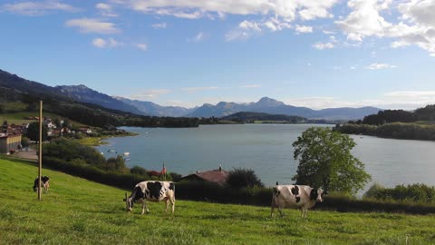 Cow farm with beautiful scenery