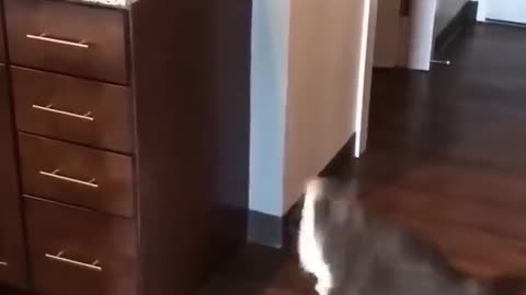 Dog and cat funny 🤣🤣 moments