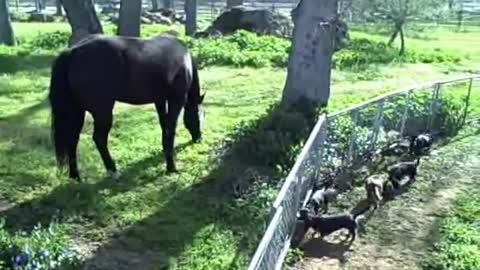 Dobermans Horses and Dachshunds