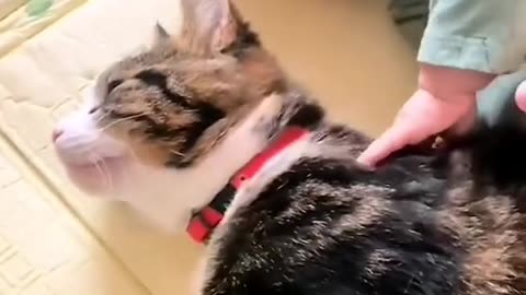 Funny Animal | Wholesome videos of cats and babies love.