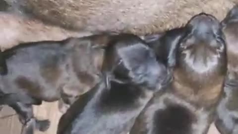 Newborn cubs drink milk from their mother.🐶❤️🤗