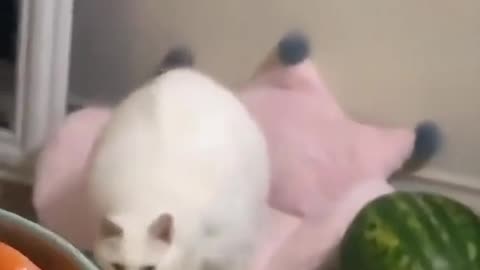 Funny Fat Cat