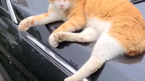 Cat taking a leisurely nap on the car bonnet