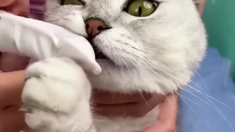 How to brush a cat's teeth🦷