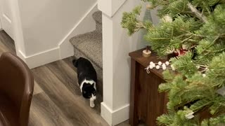 Teaching Cat to Respect Christmas Tree