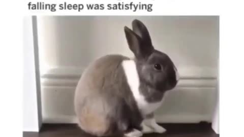 Bunny's Zen Moment: The Cutest 'Power-Off' You'll Ever See!