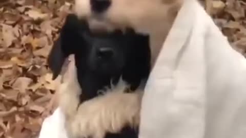 Cute Dogs Hugging