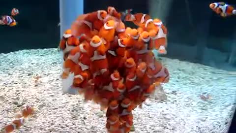 Clownfish