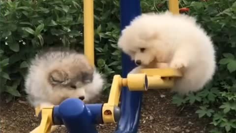 Don't pass by without watching this video; the funniest animals ever