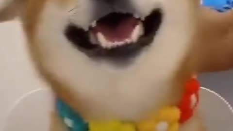 Funny Dog Cat Video