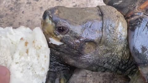 Turtle eats bread