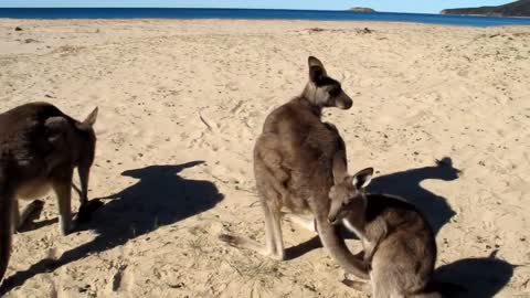 Kangaroos on an Australian Beach checking out our Video Camera