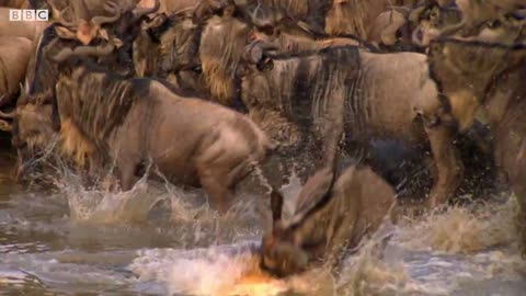 Underwater Ambush from Croccodile _ BBC Earth