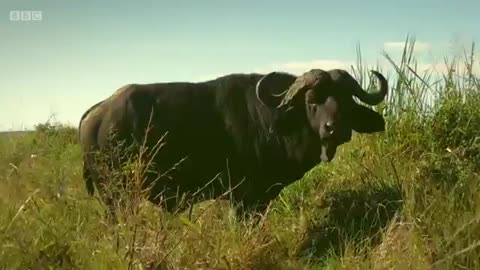 Lion ps hunt buffalo 🦁 Serengeti II - BBC_Cut2