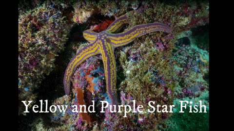 "Exploring the Vibrant World of Coral: A Fascinating Dive into Underwater Beauty"