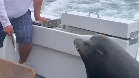 Sea Lion LEAPS onto Boat for Fish