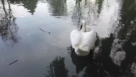 Animal world # White swans # Swans # Observing bird behavior #