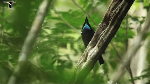 Birds-of-Paradise Project Introduction