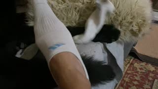 German Shepherd Helps Remove Socks