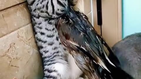 Hilarious duck vs. cats fight !!! 😁 😁