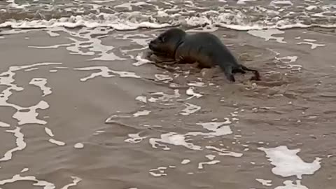 Dog has curious encounter with seal pup