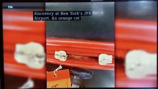 NEW YORK: Airport staff find cat trapped in suitcase