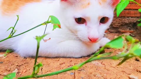 3 Best video Boxing about baby cat so cute so beautiful