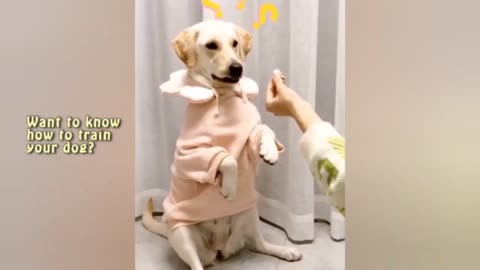 Funny dogs funny moments 🐕🐶