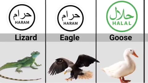 Halal Haram things in Islam