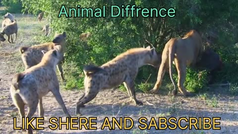 Lions Ambush Wild Dogs and Hyena