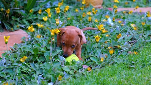 Cute Puppy With A Tennis Ball