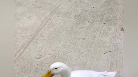 Dog And Duck Best Friends