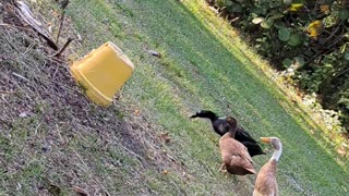 Duck chases bunny