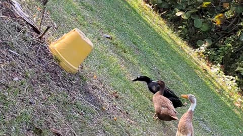 Duck chases bunny