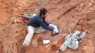 Argentine scientists discover new dinosaur species