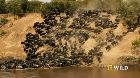 Cheetahs Takedown a Wildebeest | The Way of the Cheetah