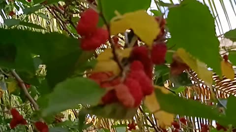 Mulberry fruit juices tree