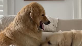 Golden Retriever Tests Big Sister's Patience