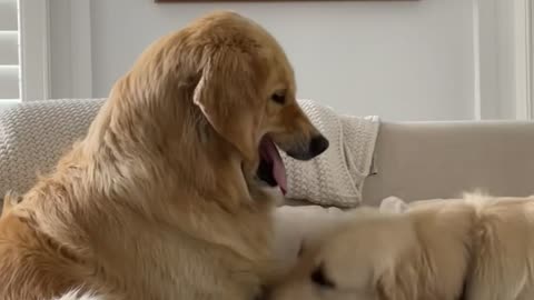 Golden Retriever Tests Big Sister's Patience