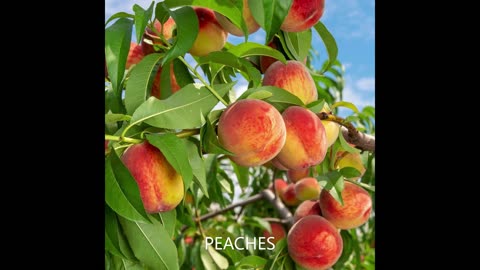 Peaches