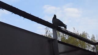 Pigeons on my Balkony