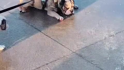 Bulldogs Rupert loves water